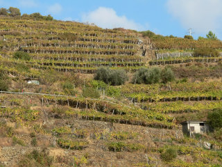 Five Lands vineyard