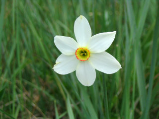 Narciso