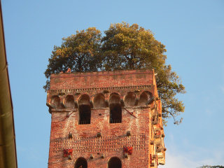Garden on top of Guinigi tower