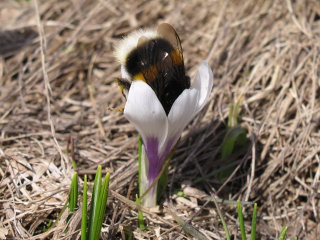 Bucaneve sul monte Avaro