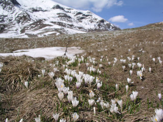 Bucaneve sul monte Avaro