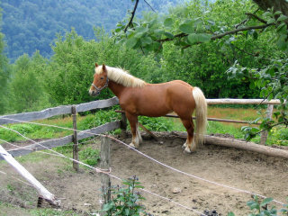 Cavallo